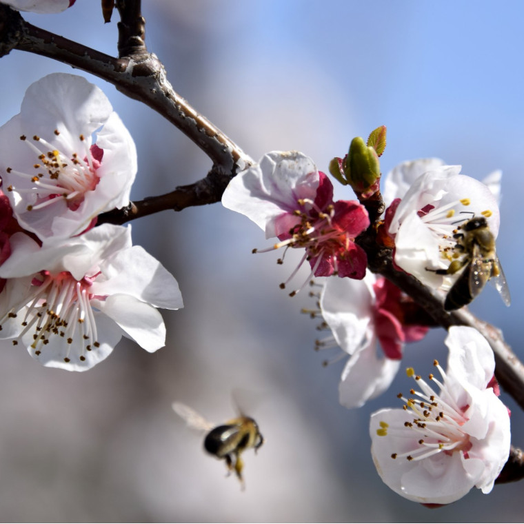 SPRING